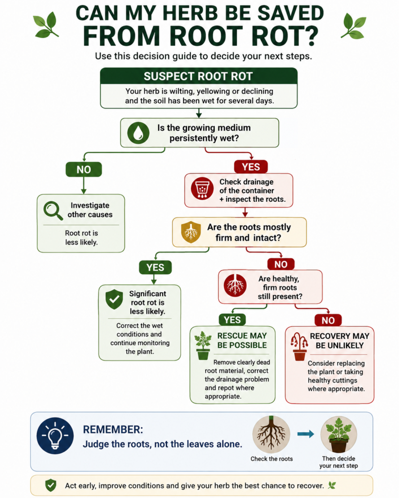 Decision guide showing whether a herb with root rot can be saved