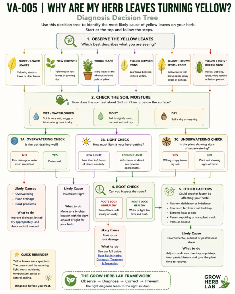 Herb yellow leaves diagnosis decision tree showing how to check soil moisture, drainage, roots, light, pests and disease.