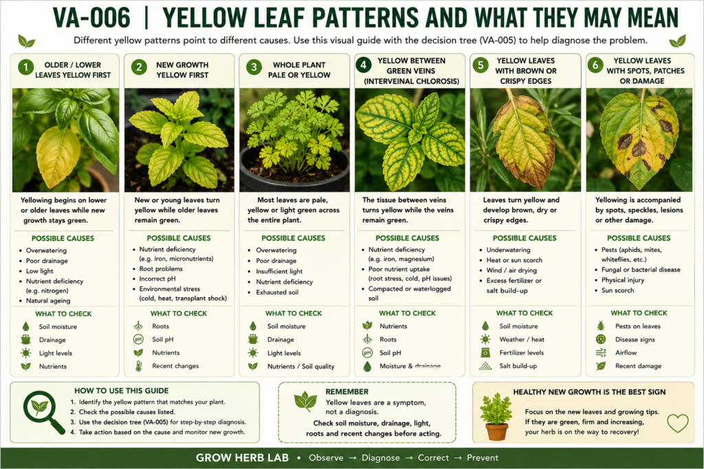 Yellow leaf patterns on herbs showing common causes of yellowing and what to check