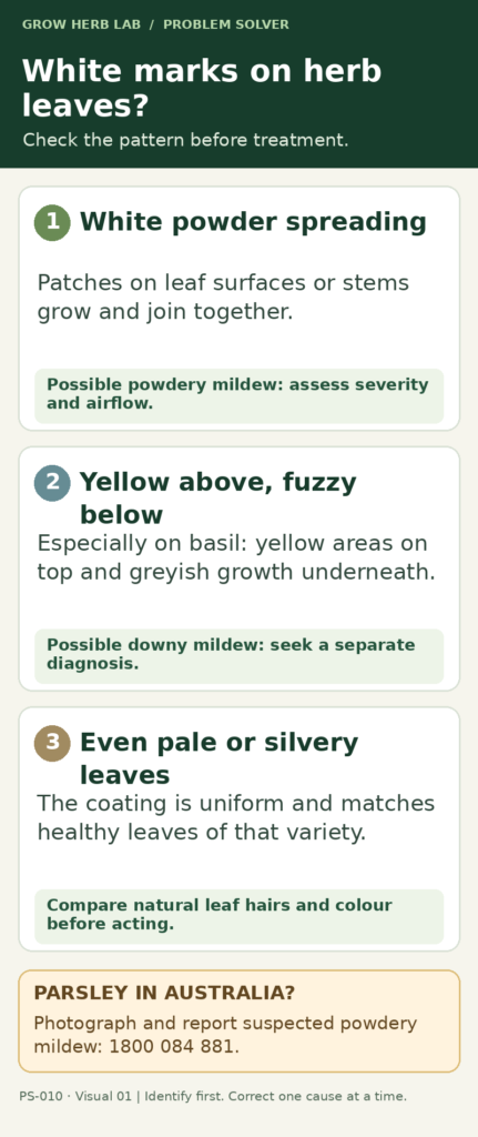 Diagnostic guide comparing spreading white powdery mildew on herb leaves, yellow upper leaves with fuzzy undersides on basil, and uniform natural leaf hairs; suspected parsley powdery mildew in Australia should be reported on 1800 084 881.