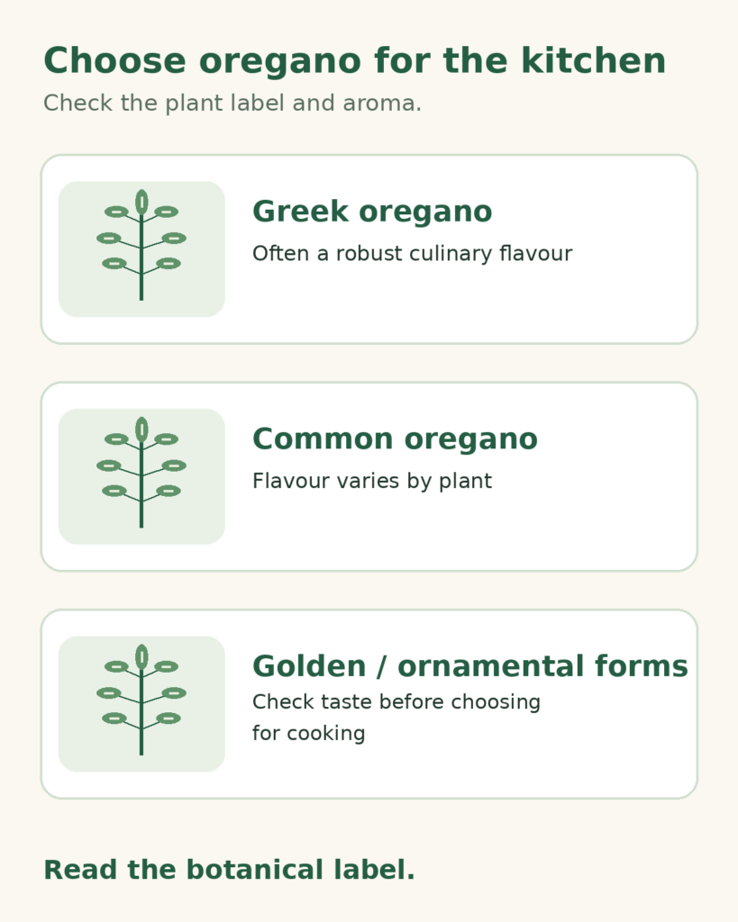 Comparison of Greek, common and golden ornamental oregano, showing that culinary flavour and intended use vary by plant.