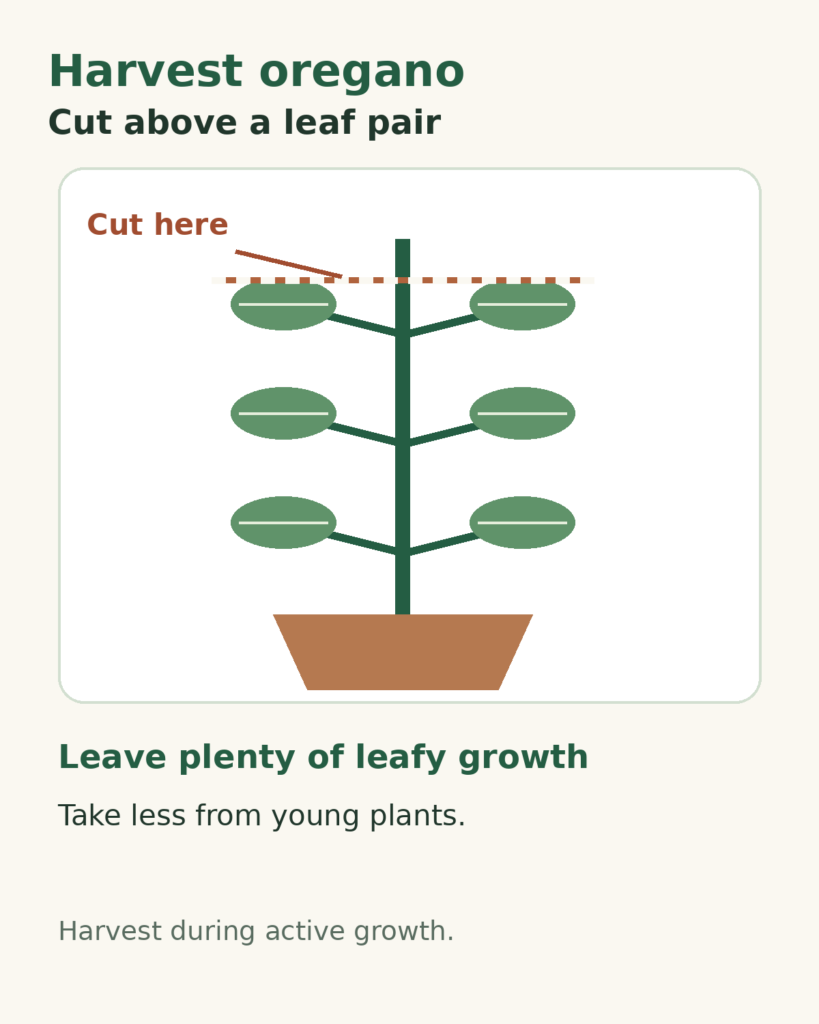 Diagram showing an oregano stem cut above a leaf pair while leaving most leafy growth on the plant.