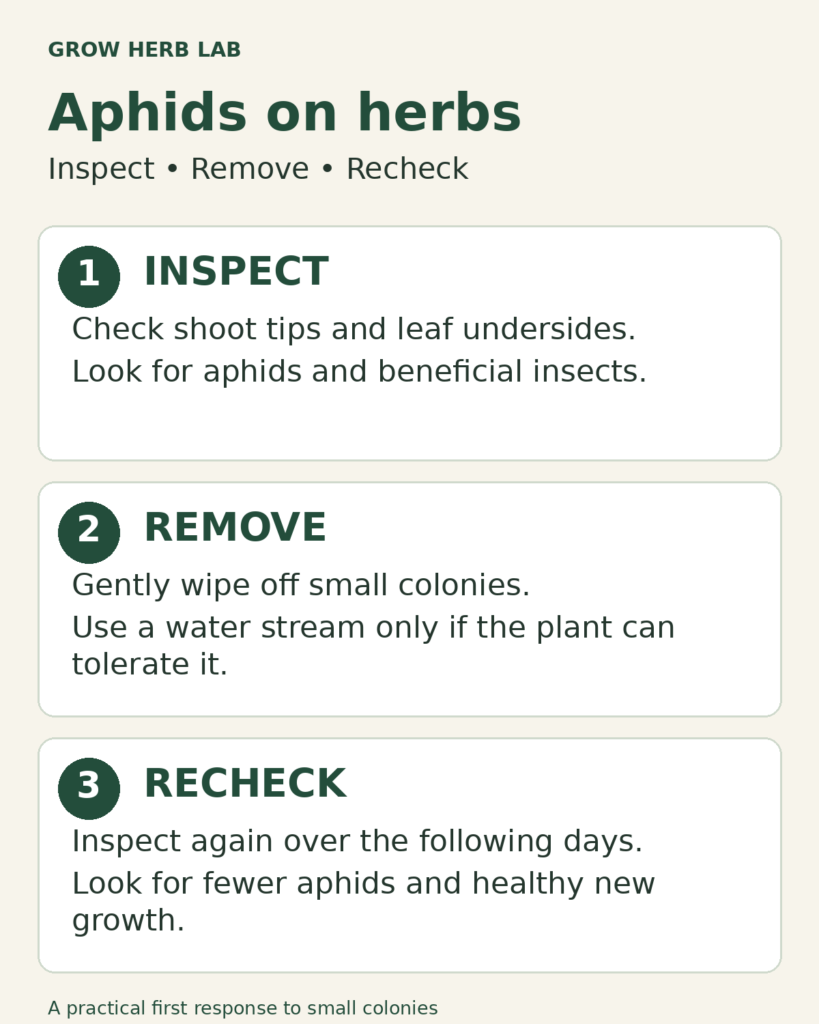 Aphid management action card showing three steps: inspect the herb, gently remove aphids, and recheck new growth.
